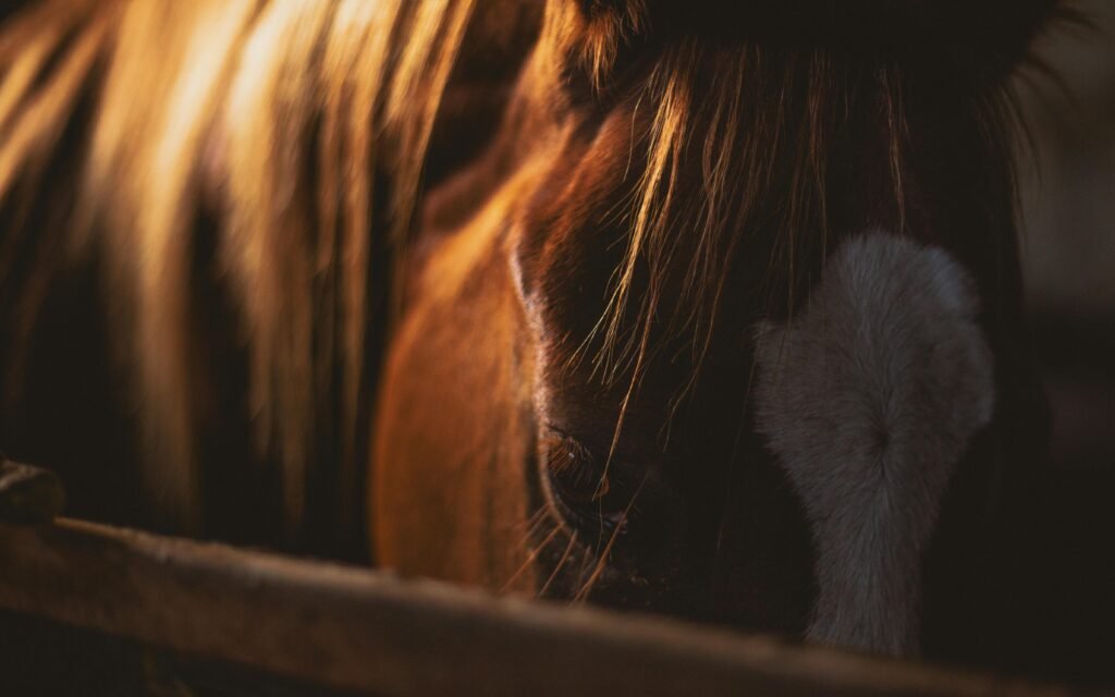 Imagen actual: A detailed close-up of a horse's mane beautifully illuminated by sunlight, capturing its natural texture.